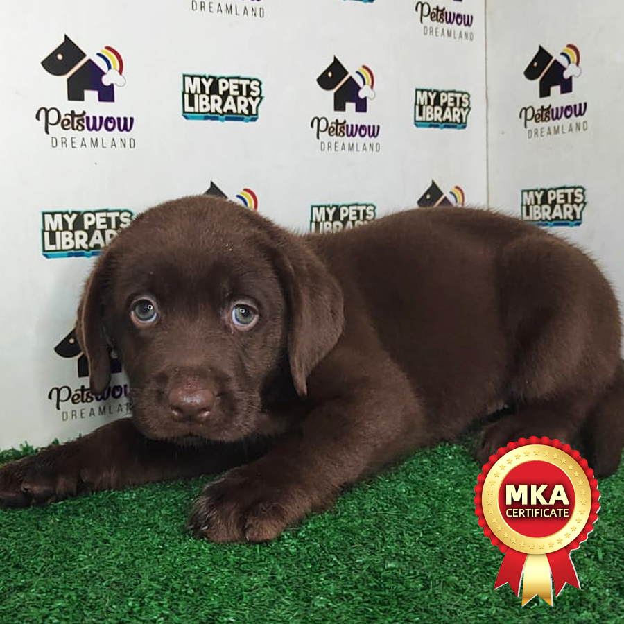 MKA Labrador Puppy (Female) For Sale