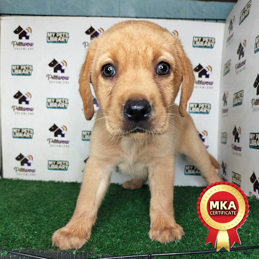 MKA Labrador Puppy (Female) For Sale