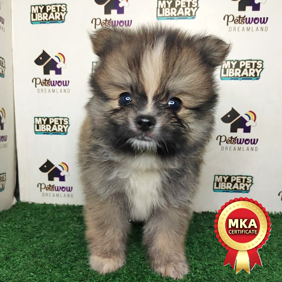 MKA Pomeranian Puppy (Male) For Sale