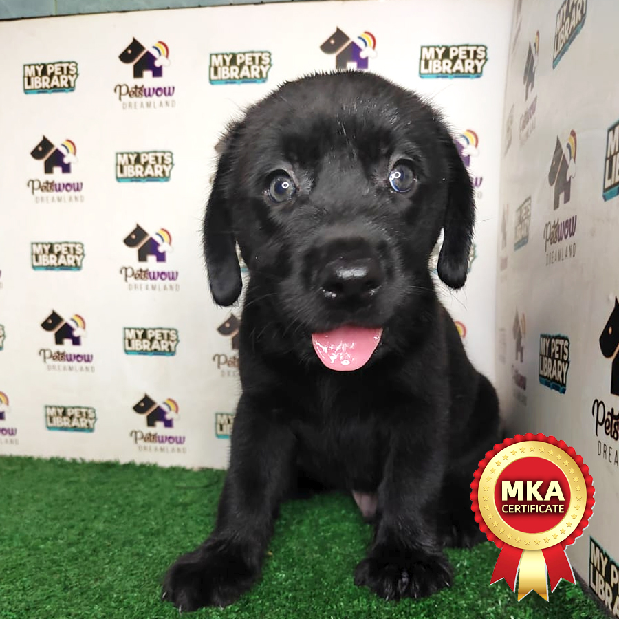 MKA Labrador Puppy (Male) For Sale