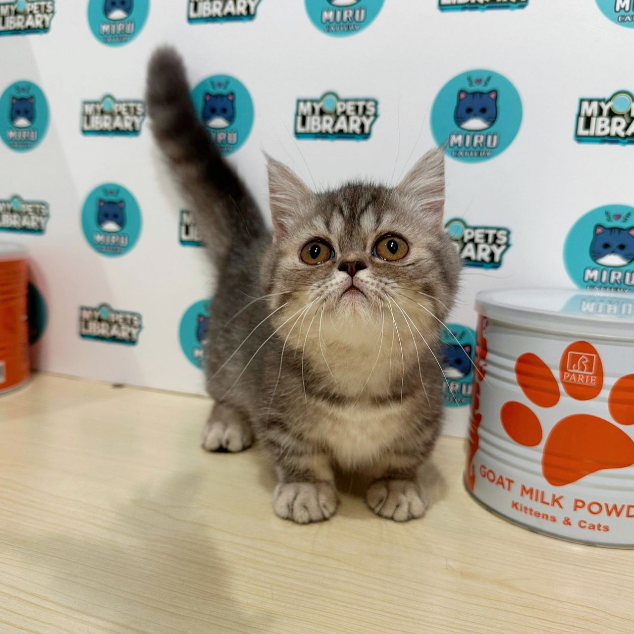 Super Short Munchkin British Shorthair Kitten (Female) For Sale
