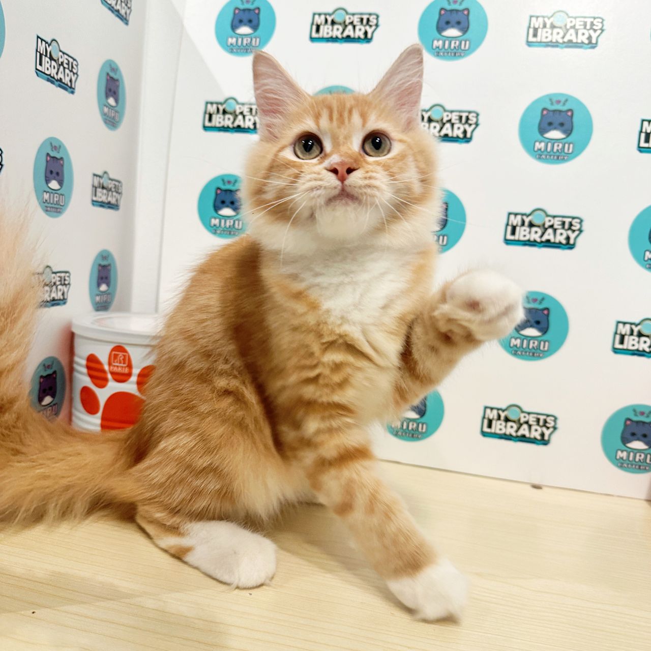 Maine Coon Persian Kitten (Female) For Sale