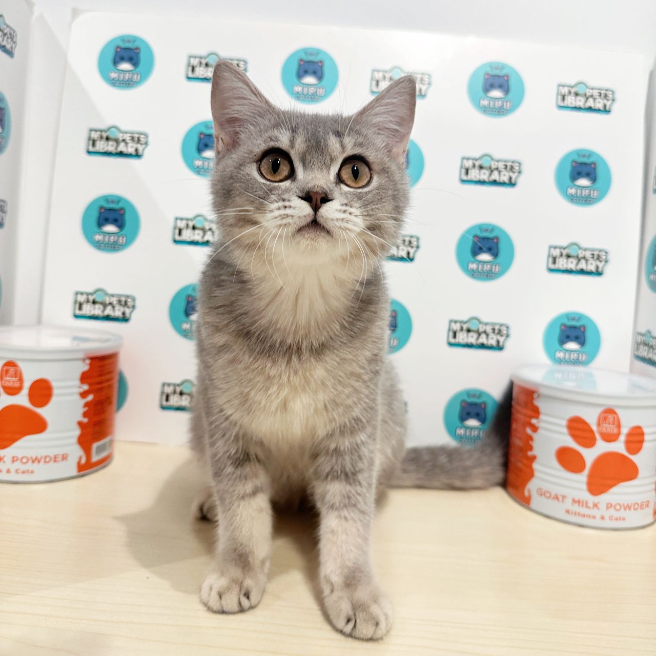 British Shorthair Kitten (Male) For Sale