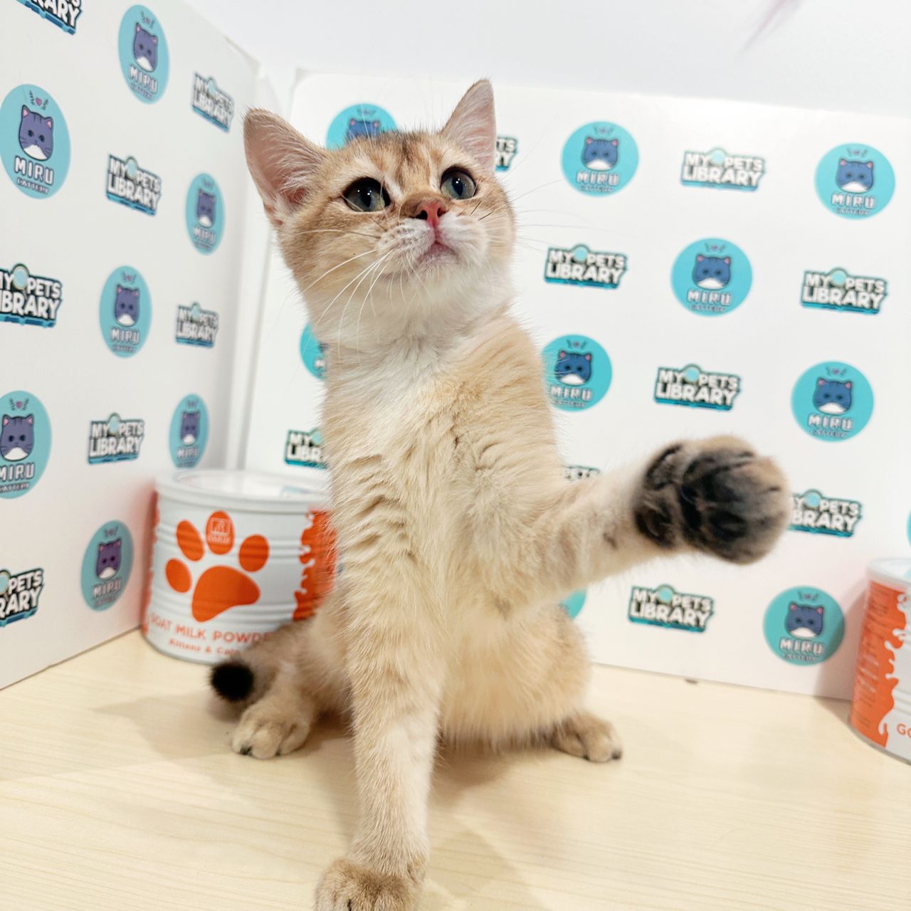 British Shorthair Kitten (Female) For Sale