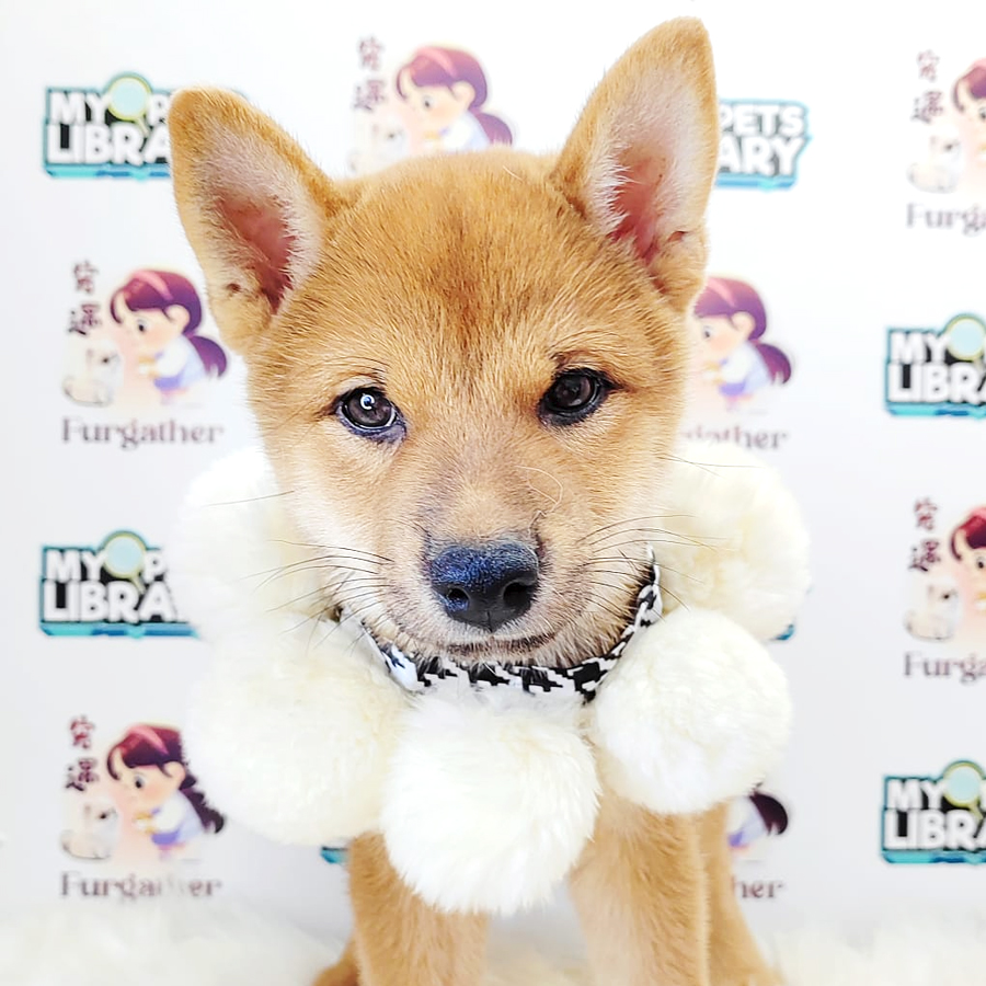 Shiba Inu Puppy (Male) For Sale