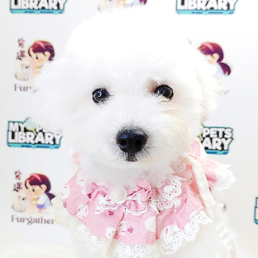 Poodle Puppy (Male) For Sale