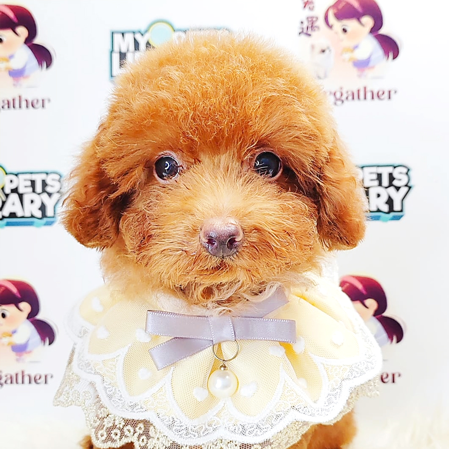 Poodle Puppy (Male) For Sale
