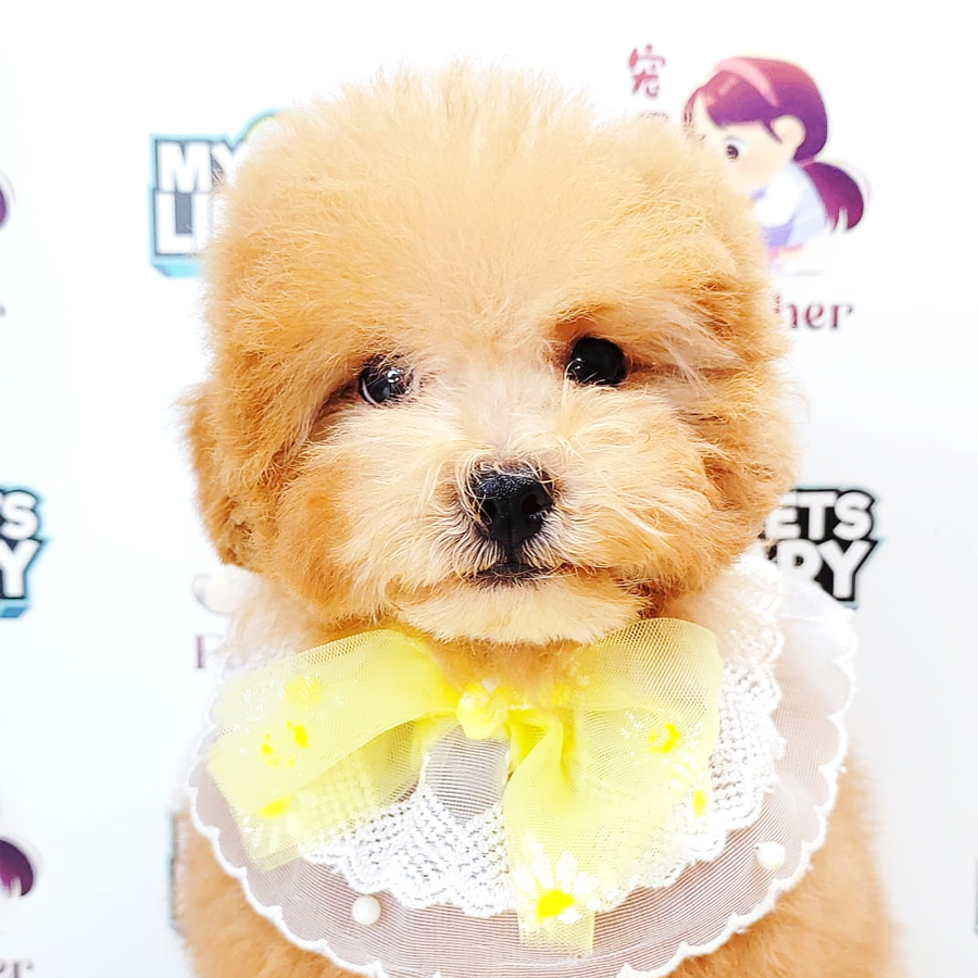 Poodle Puppy (Male) For Sale