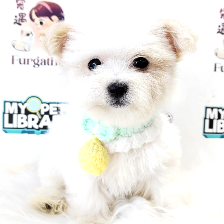 Maltipoo Puppy (Female) For Sale