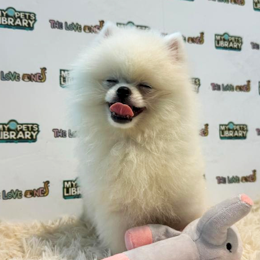 Tiny Pomeranian Puppy (Male) For Sale