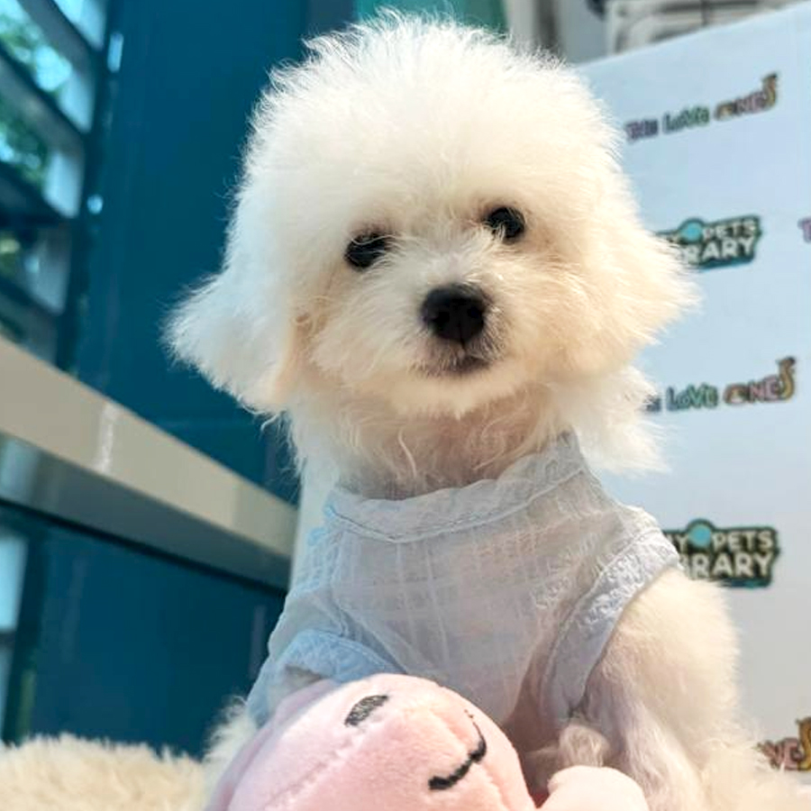 Mini Bichon Puppy (Female) For Sale