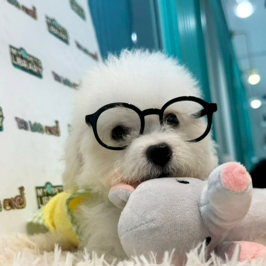Mini Bichon Puppy (Male) For Sale