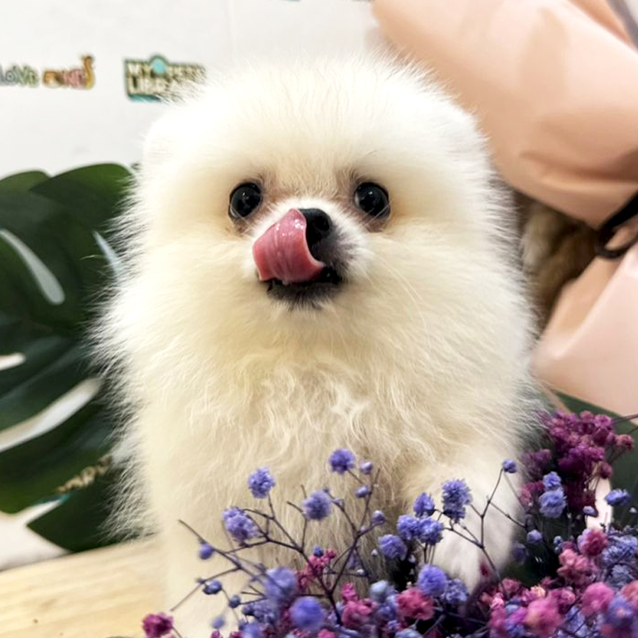 Tiny Pomeranian Puppy (Male) For Sale