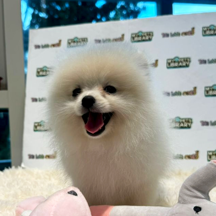 Tiny Pomeranian Puppy (Female) For Sale