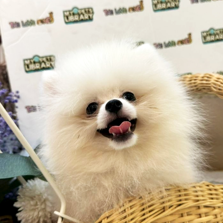 Tiny Pomeranian Puppy (Male) For Sale