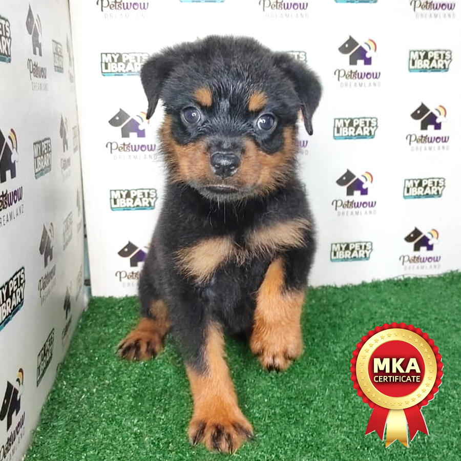 MKA Rottweiler Puppy (Female) For Sale