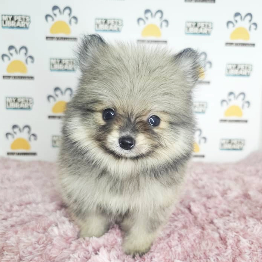 Tiny Pomeraniam Puppy (Female) For Sale