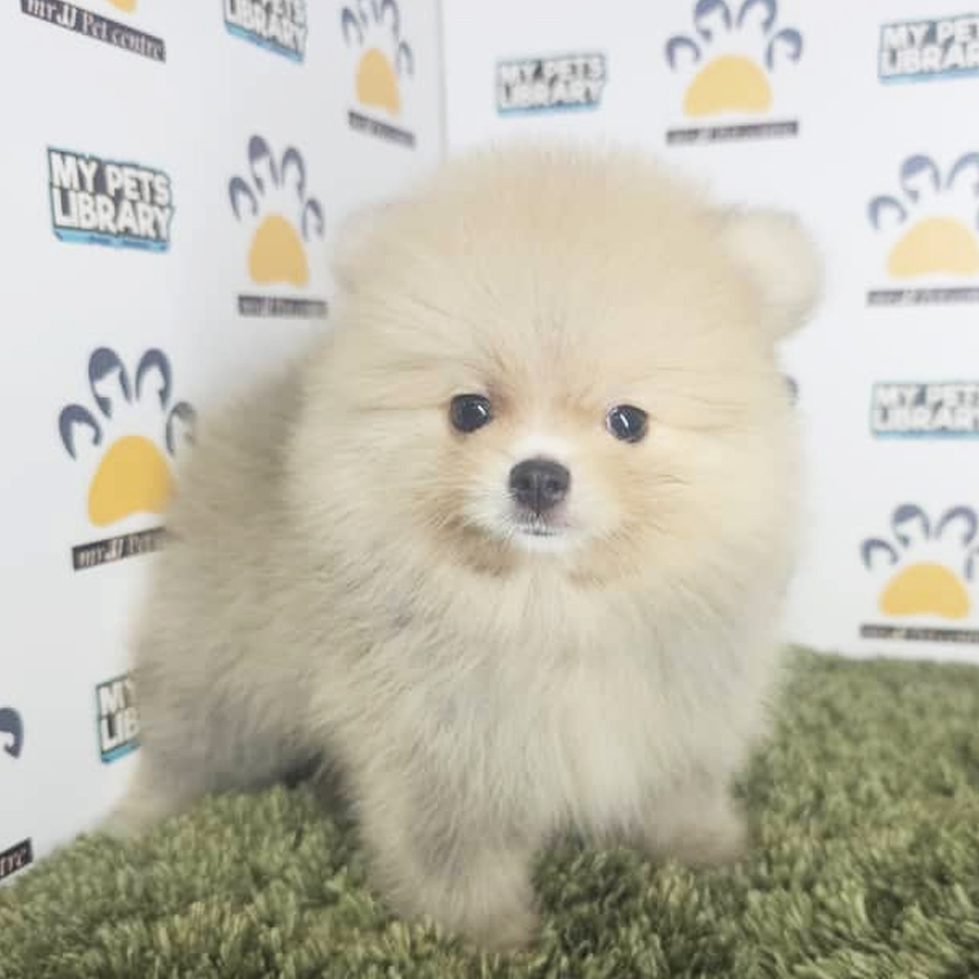 Tiny Pomeranian Puppy (Male) For Sale