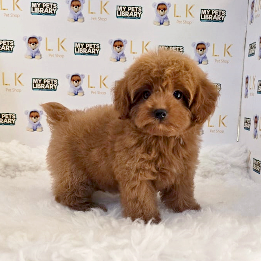 Maltipoo Puppy (Female) For Sale