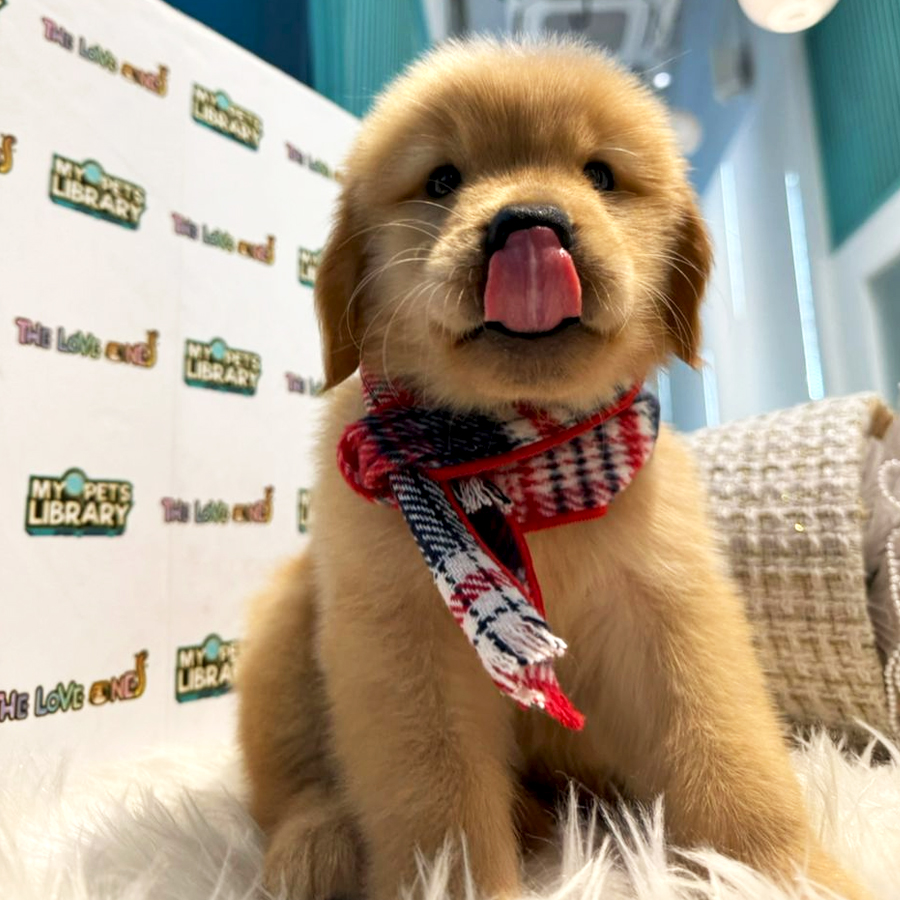 Golden Retriever Puppy (Male) For Sale