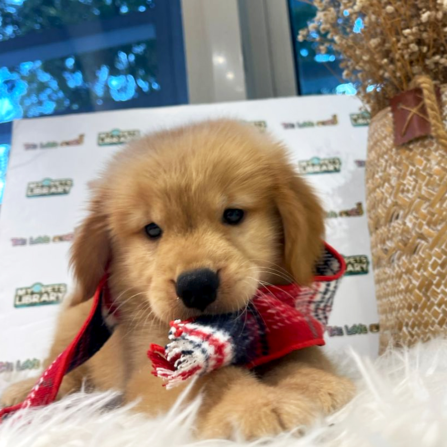 Golden Retriever Puppy (Male) For Sale