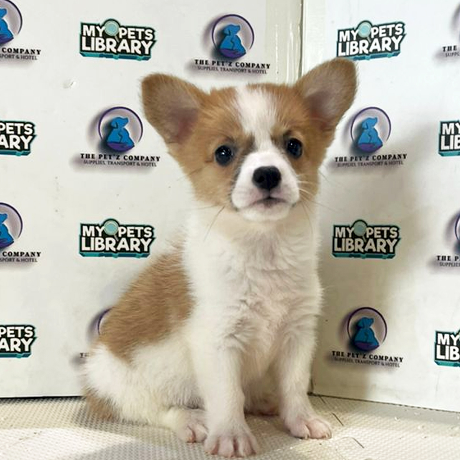 Corgi Puppy (Male) For Sale