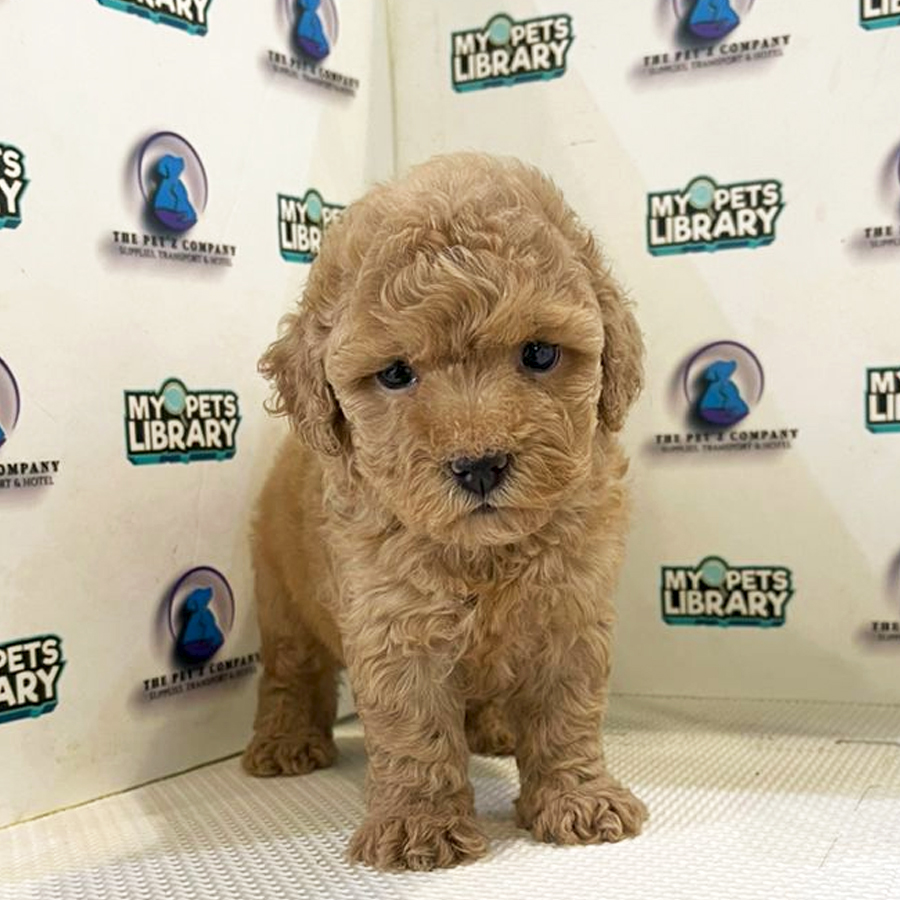 Poodle Puppy (Female) For Sale