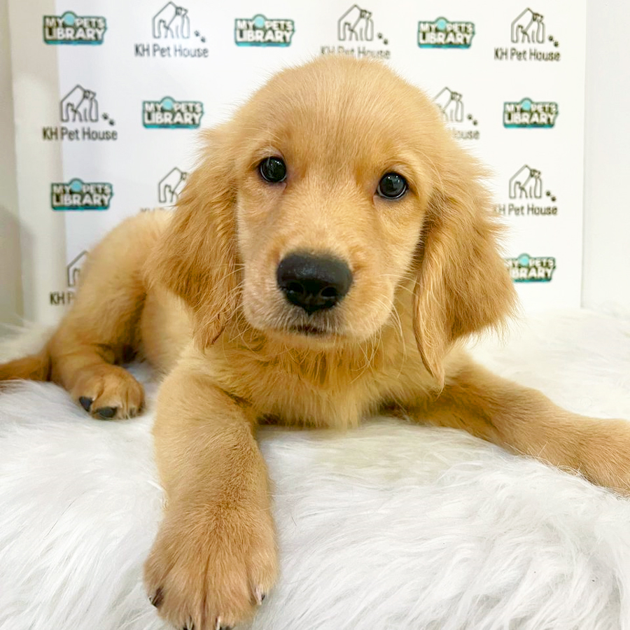 Golden Retriever Puppy (Male) For Sale