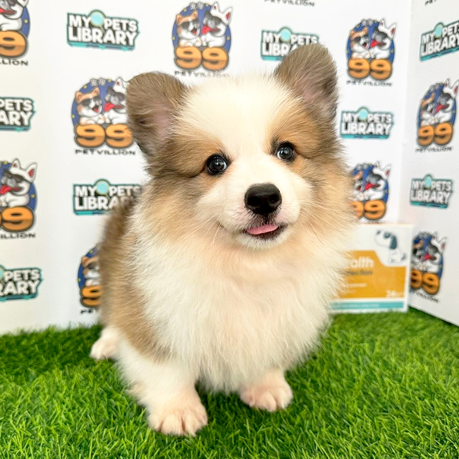 Long Coat Welsh Corgi Puppy (Male) For Sale