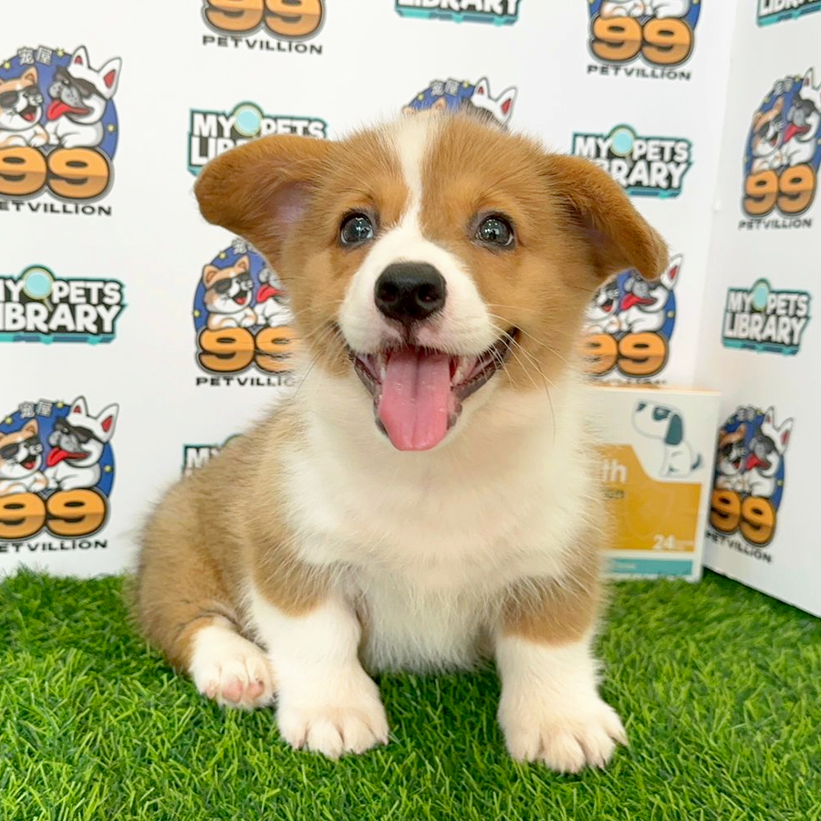 Welsh Corgi Puppy (Male) For Sale
