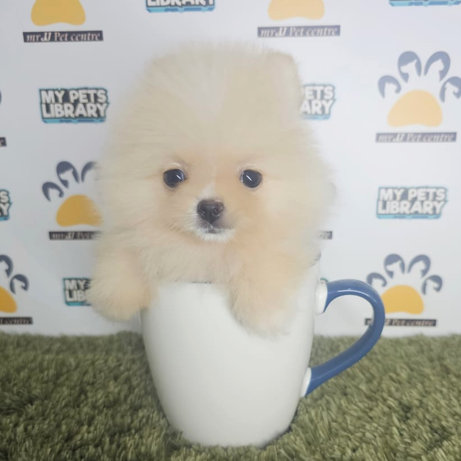 Teacup Pomeranian Puppy (Male) For Sale