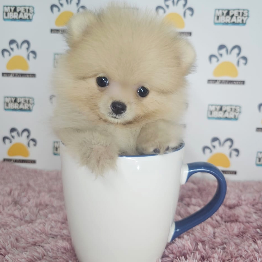 Teacup Pomeranian Puppy (Female) For Sale