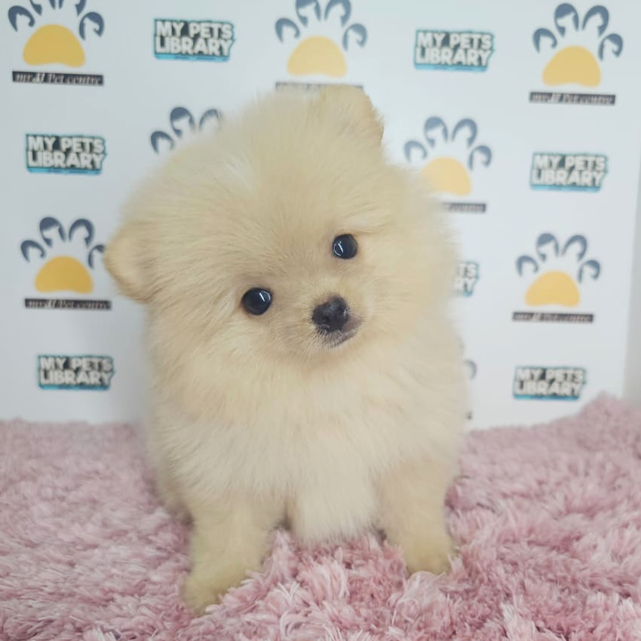 Tiny Pomeranian Puppy (Female) For Sale