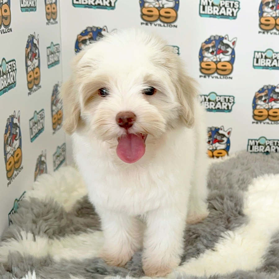 Maltipoo Puppy (Male) For Sale