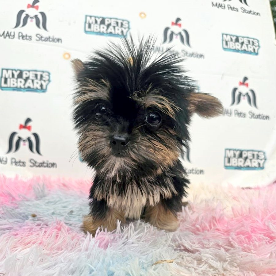 Yorkshire Terrier Puppy (Male) For Sale