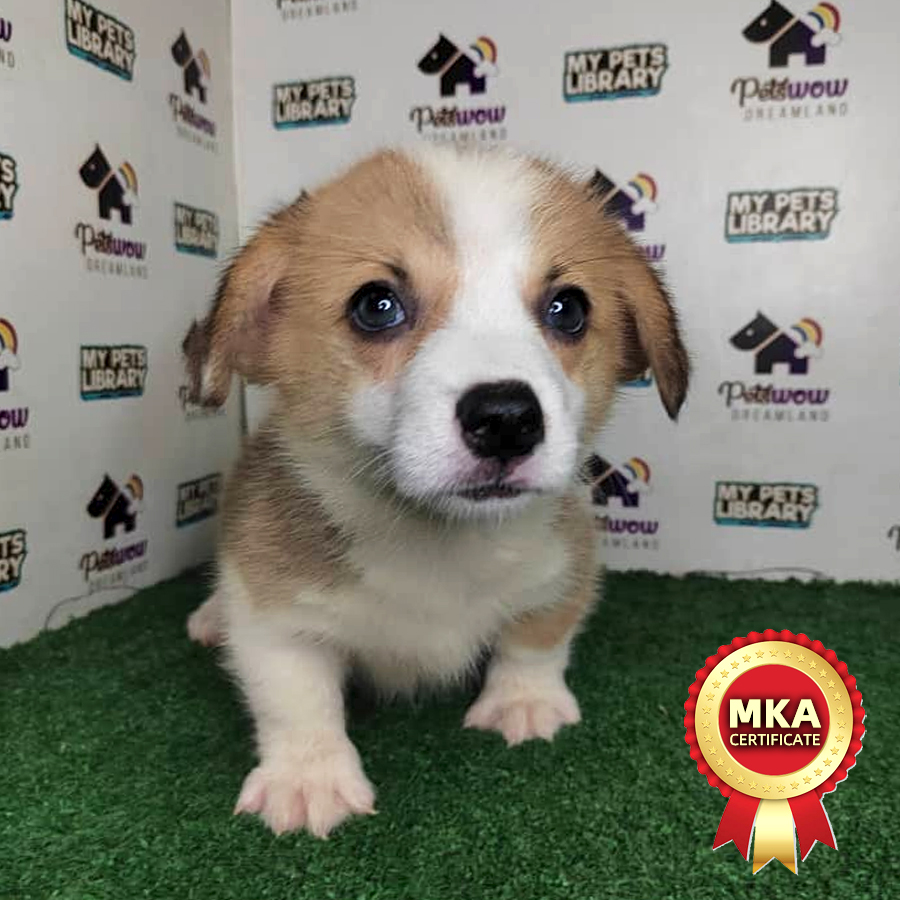 MKA Pembroke Welsh Corgi Puppy (Male) For Sale