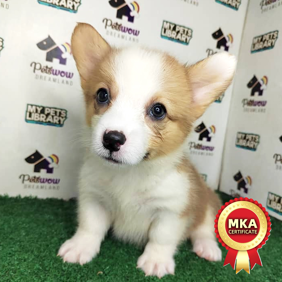 MKA Pembroke Welsh Corgi Puppy (Female) For Sale