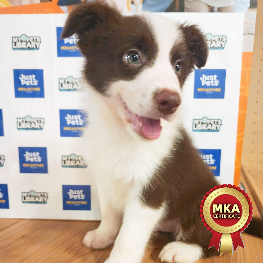 MKA Border Collie Puppy (Male) For Sale