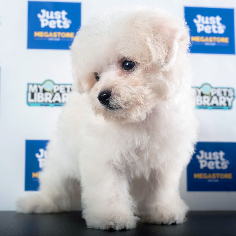 Bichon Frise Puppy (Male) For Sale