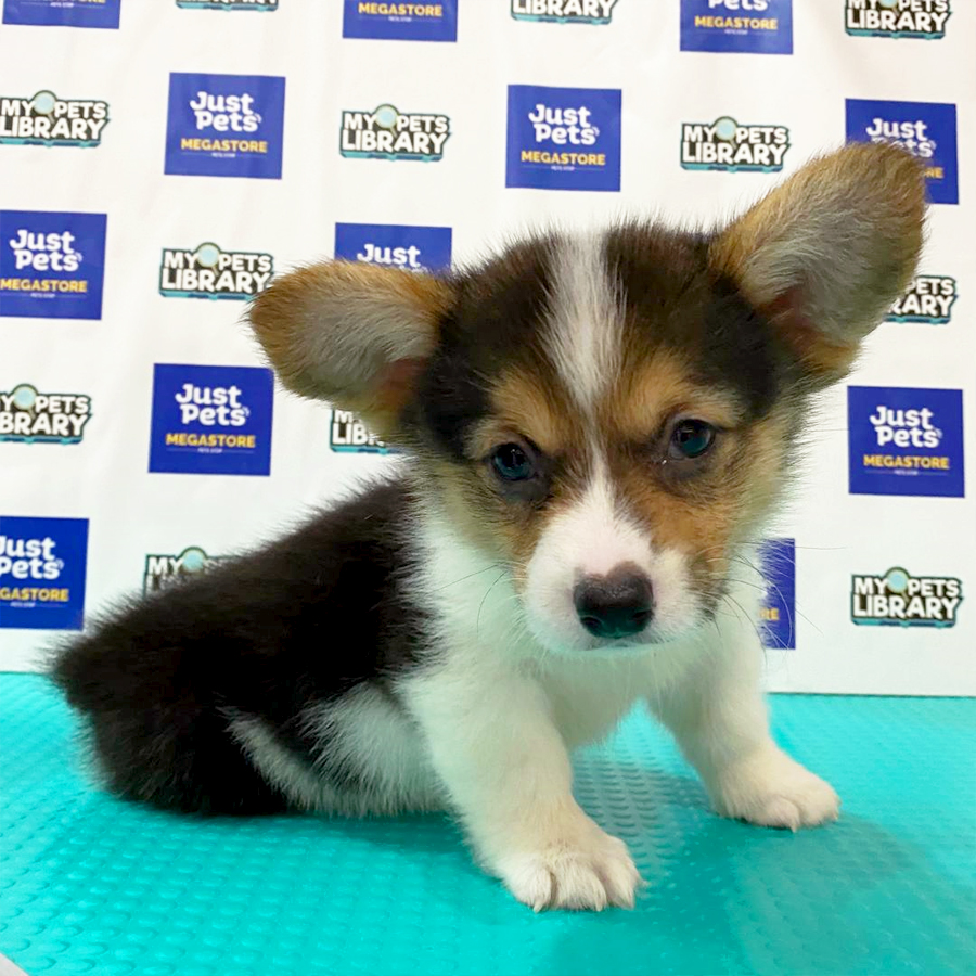 Welsh Corgi Puppy (Female) For Sale