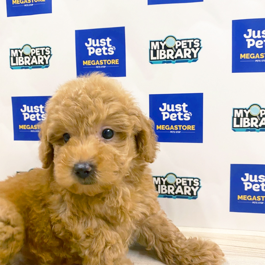 Toy Poodle Puppy (Male) For Sale