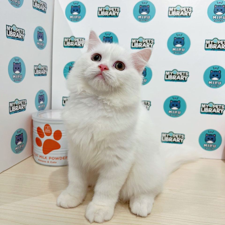 British Longhair Kitten (Male) For Sale