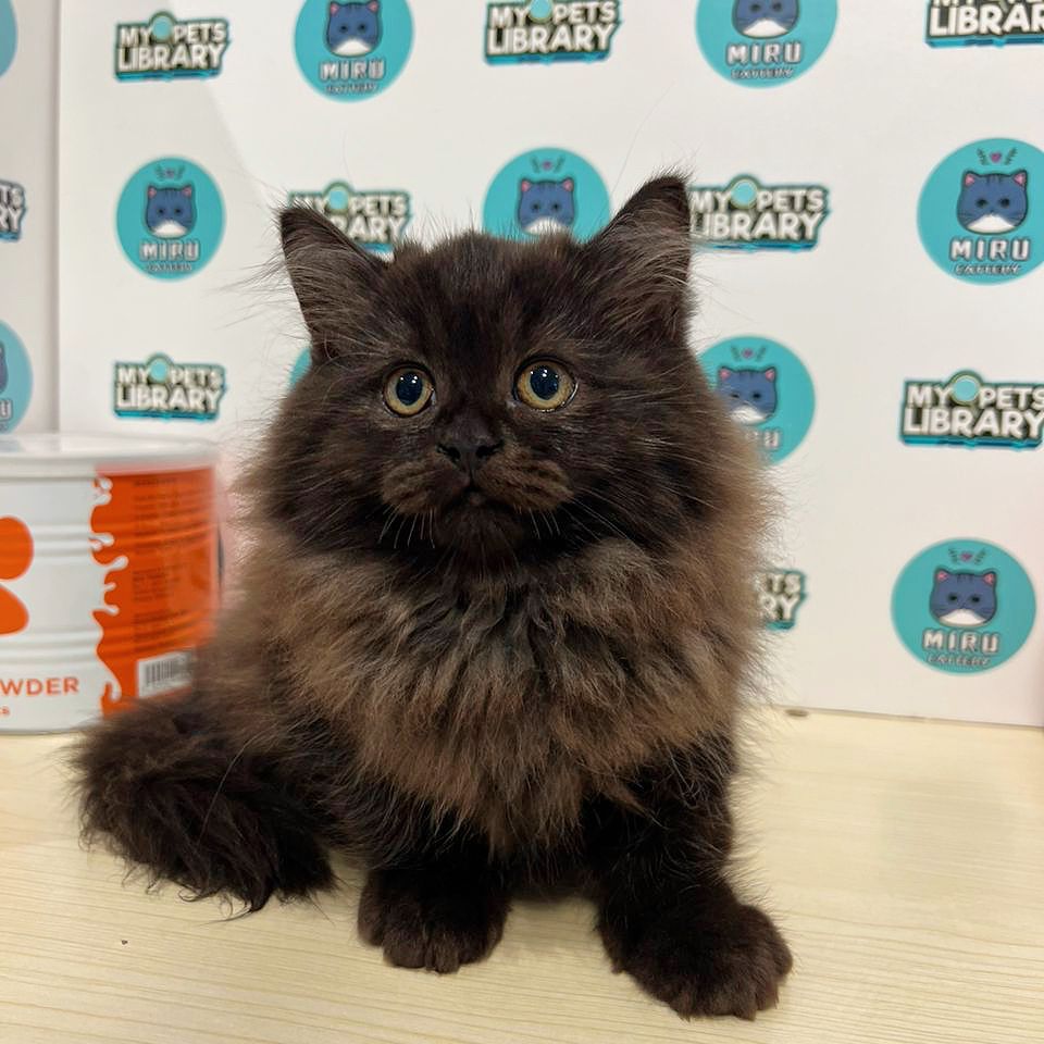British Longhair Kitten (Male) For Sale