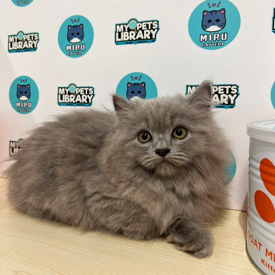British Longhair Kitten (Male) For Sale