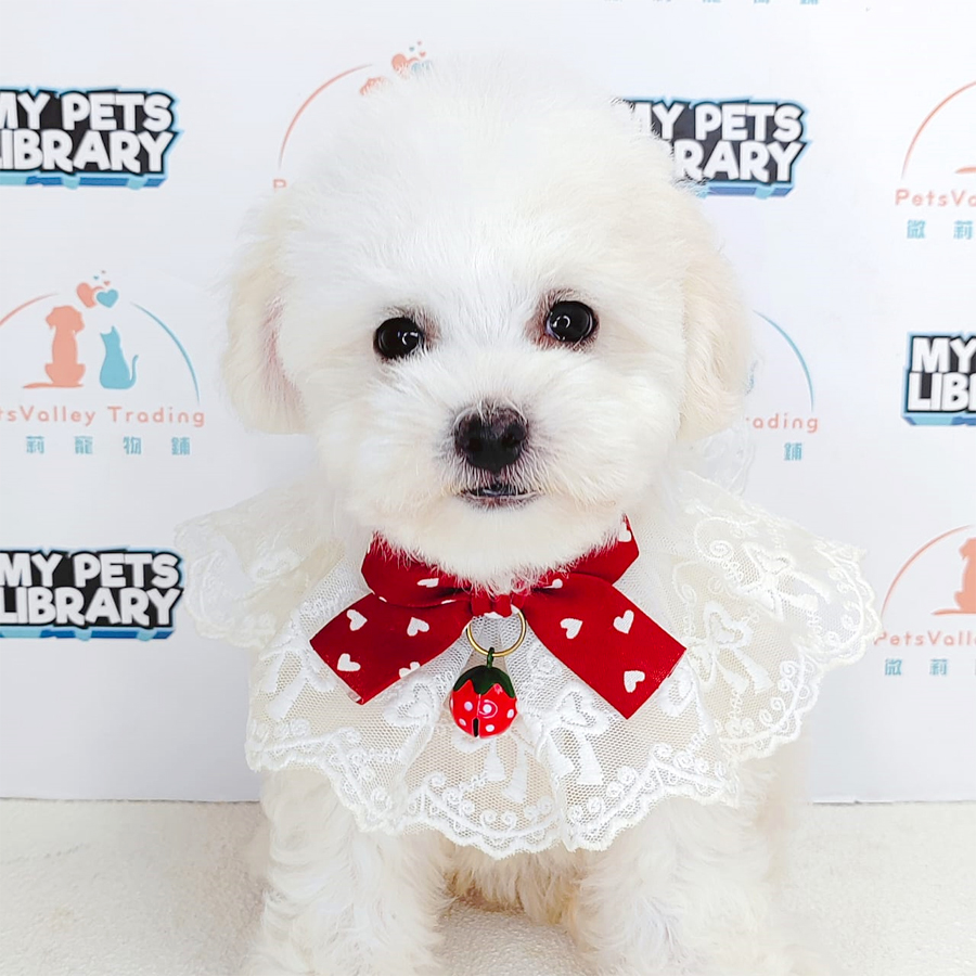 Toy Poodle Puppy (Female) For Sale