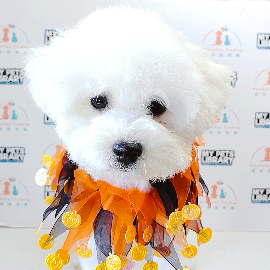 Bichon Frise Puppy (Female) For Sale