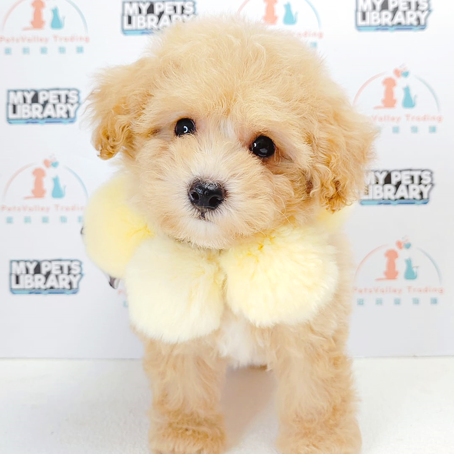 Toy Poodle Puppy (Male) For Sale