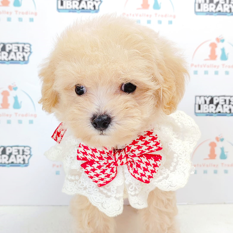Tiny Poodle Puppy (Female) For Sale