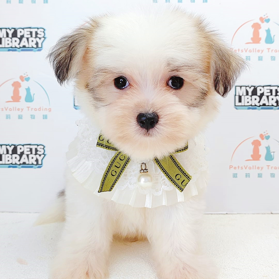 Maltipoo Puppy (Male) For Sale