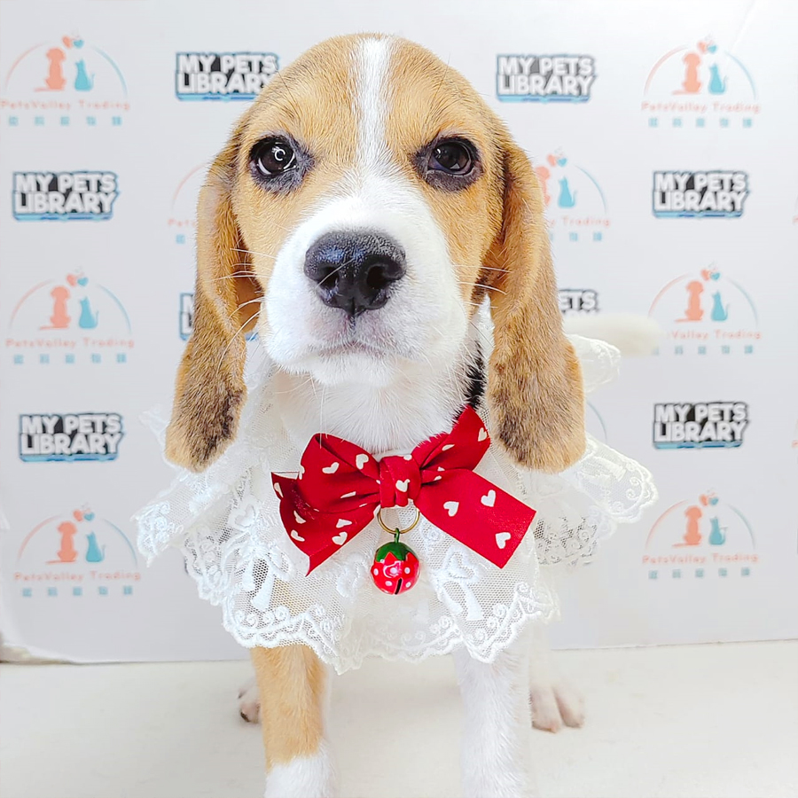 Beagle Puppy (Female) For Sale